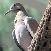 White-winged Dove